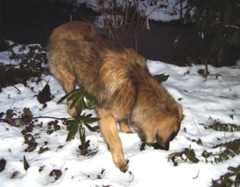 Leonberger Julius had slechte heupen en ellebogen